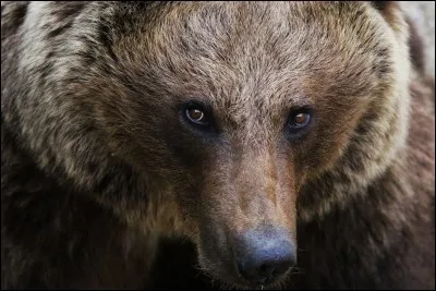 Pareil, quel est cet animal ?