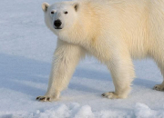 Quiz L'ours polaire