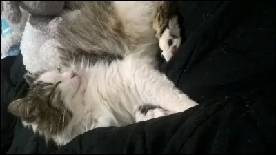 Ton animal préféré est...