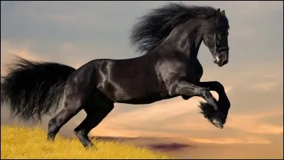 À cheval donné on ne regarde pas la :