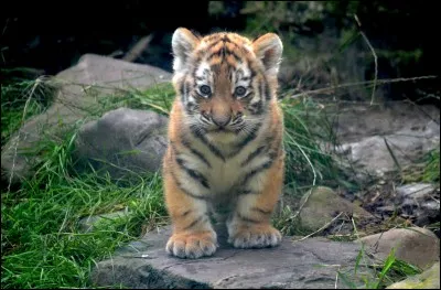 Quel est ce bébé ?