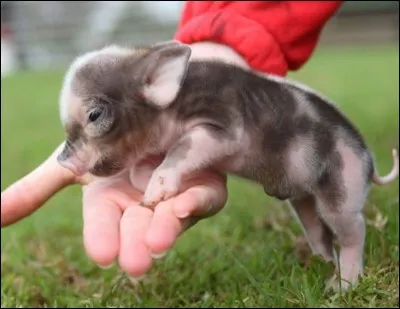 Quel est ce bébé ?