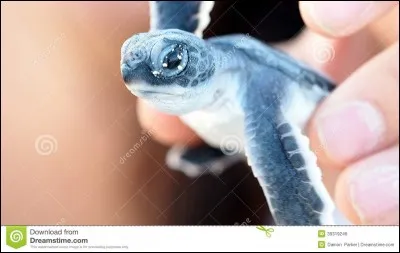 Et enfin, quel est ce bébé ?