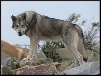 Ont-ils peur des hommes ?