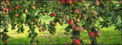 À quoi procède-t-on dans le domaine agricole lorsqu'il s'agit de faire coïncider des qualités ?