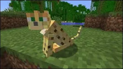 Et un ocelot ?