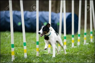 A votre avis combien de poteaux y a-t-il dans un slalom (sans se fier à l'image) ?