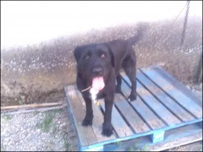 Quelle est la catégorie pour les chiens mesurant 47 cm au garrot ou plus ?