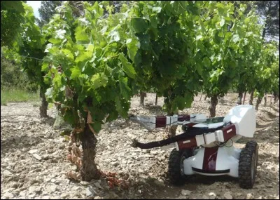 Les viticulteurs n'auront bientôt plus recours aux saisonniers pour la cueillette du raisin. Ils pourront confier ce travail pénible à leur robot vigneron. Mais savez-vous quelle est la société qui développe ces robots ?