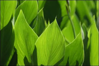 Quelle est la couleur de ces feuilles ?