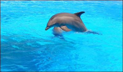 Les dauphins sont-ils des animaux terrestres, marins ou amphibiens ?
