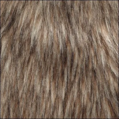 Les dauphins ont-ils des poils ?