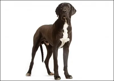 Quel est ce grand chien ?