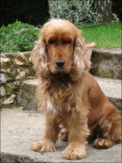 Quelle est la race de ce chien ?