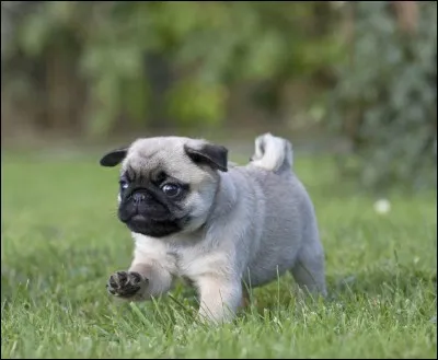 Quelle est cette race de chien ?