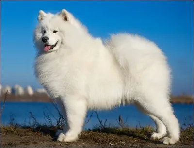 La race de ce chien est ...