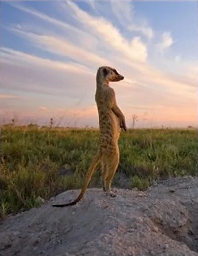 Pendant le repas les sentinelles montent la garde.