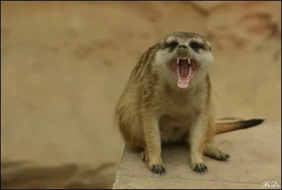 Le suricate serait-il l'animal le plus meurtrier loin devant l'humain ?