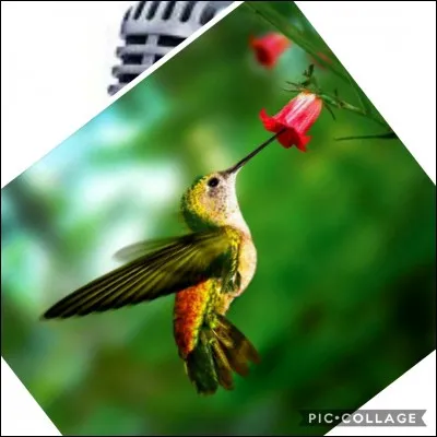 La la la la la la..., c'est :