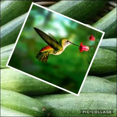 Dans les marchés on voit des...