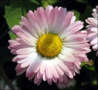 Quel est le nom de cette fleur ?