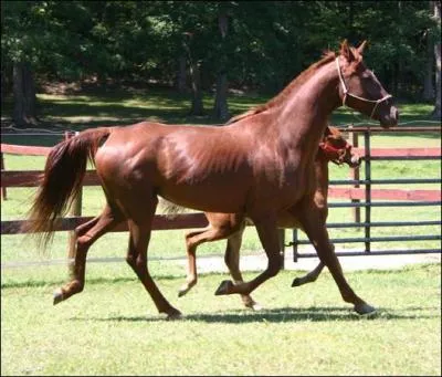 Quelle est cette race ?