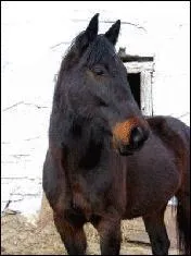 Quelle est cette race ?