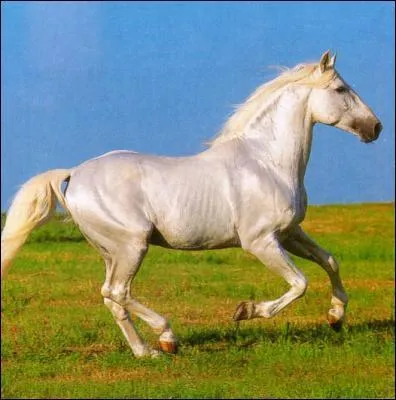 Quelle est cette race ?