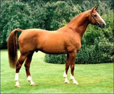 Quelle est cette race ?