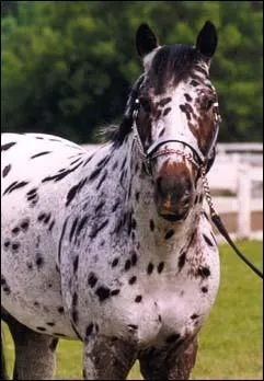 Quelle est cette race ?