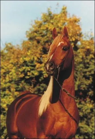 Quelle est cette race ?