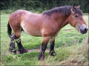 Quelle est cette race ?