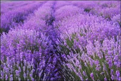 Pour quel autre usage que le parfum, la lavande est-elle reconnue ?