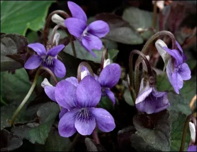 Comment se nomme cette fleur ?