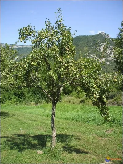 Comment s'appelle cet arbre ?