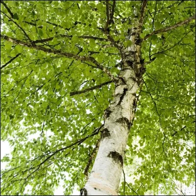 Quel est le nom de cet arbre ?