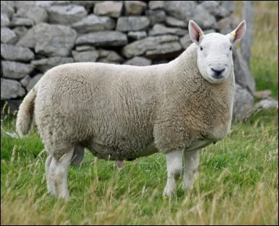 Comment s'appelle le bébé de cet animal ?