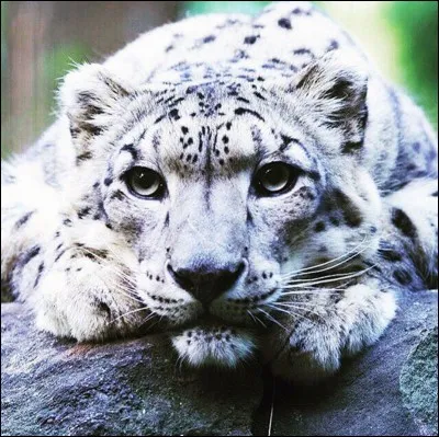 Quel est cet animal ?