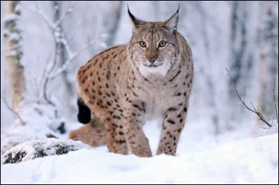 Qu'est-ce qui nous permet, les humains, de voir que cet animal n'est pas un chat ?