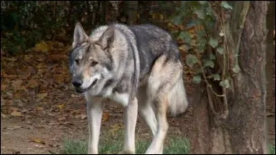 Quel est cet animal ?