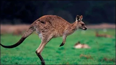 Quel est son talent ?