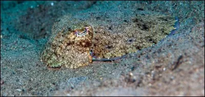 Pour terminer ce quiz, identifiez cet animal !