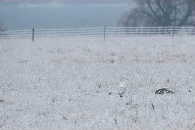 Que voyez-vous sur la photo ?