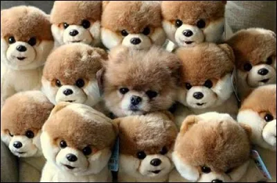 Combien comptez-vous de peluches sur la photo ?