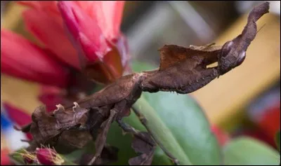 Trouvez l'identité de l'animal mystère !