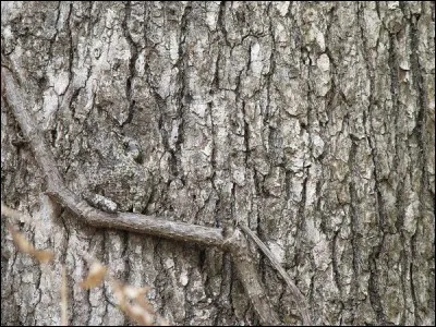 Dénichez l'animal camouflé !
