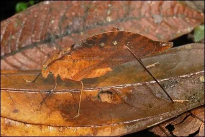 Que voyez-vous sur cette photo ?