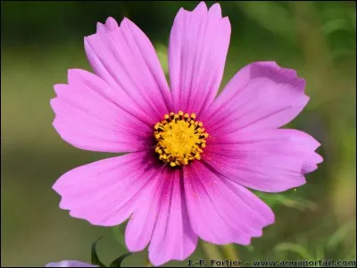 Qu'est-ce que c'est ?