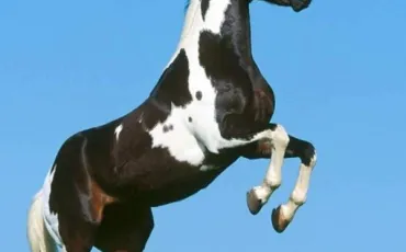 Quiz Galop 1
