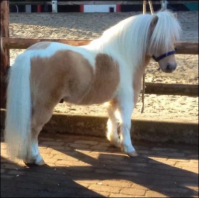 Comment s'appelle cet herbivore ?